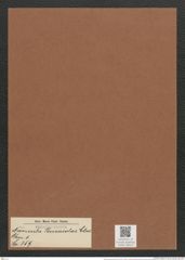 Navicula pensacolae Cleve (de-Toni-Nr.: Genus 1, Species 359) Zeichnungen Sammlung Grunow Mappe 00319 (Herbarium_W_Grunow_drawings_Folder_00319)